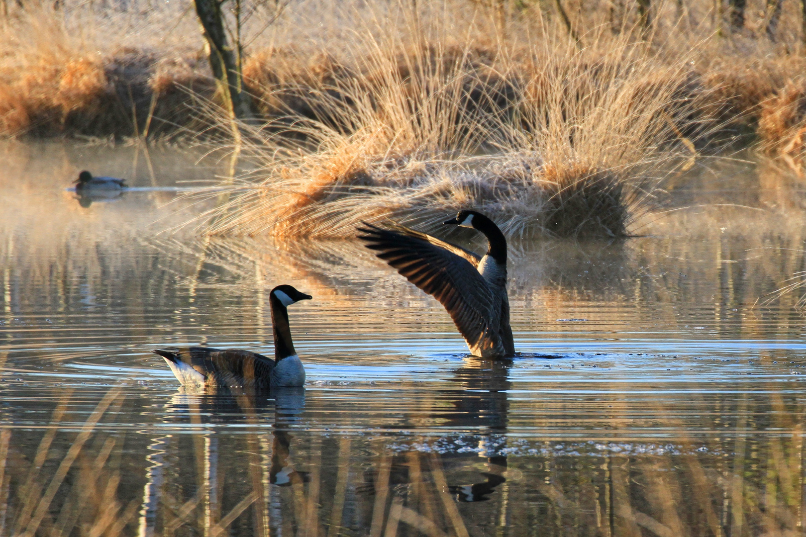 Branta hutchinsii - Cackling Goose - Zwergkanadagans NSG Nr. 209 Henstedter Moor