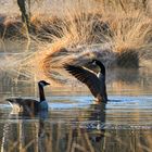 Branta hutchinsii - Cackling Goose - Zwergkanadagans NSG Nr. 209 Henstedter Moor