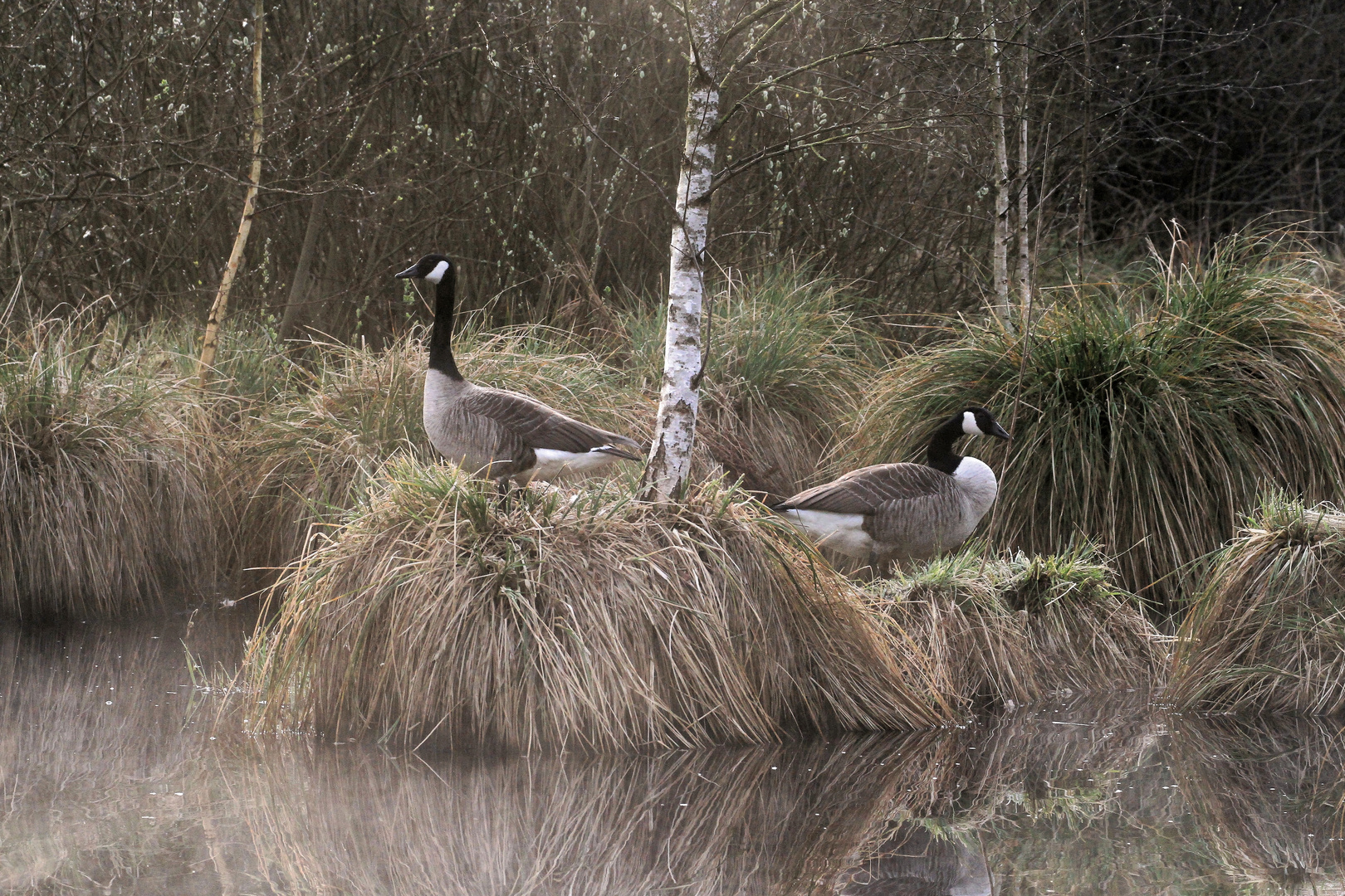 Branta hutchinsii - Cackling Goose - Zwergkanadagans NSG Nr. 76 Oberalsterniederung