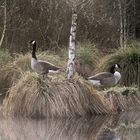 Branta hutchinsii - Cackling Goose - Zwergkanadagans NSG Nr. 76 Oberalsterniederung