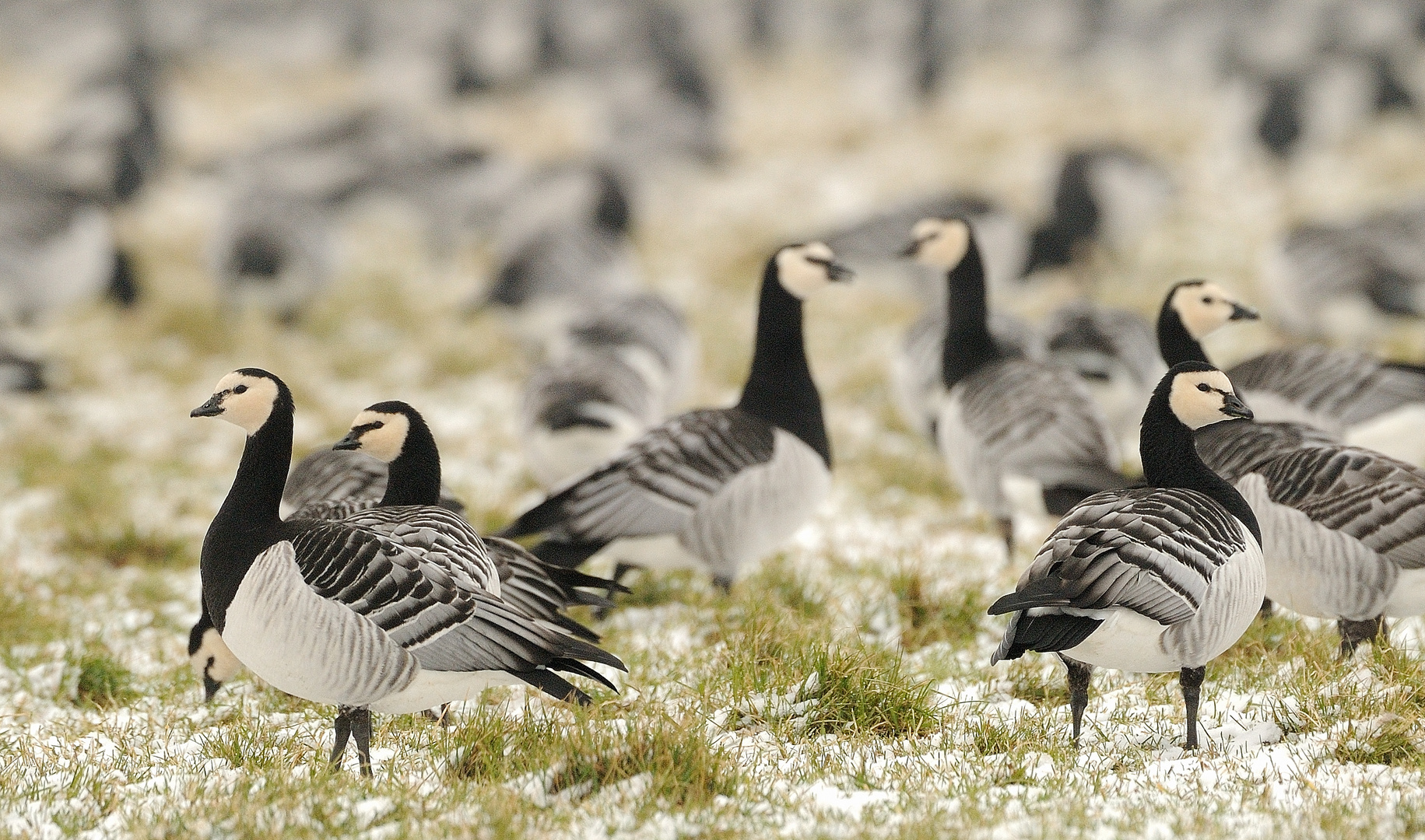 Branta leucopsis