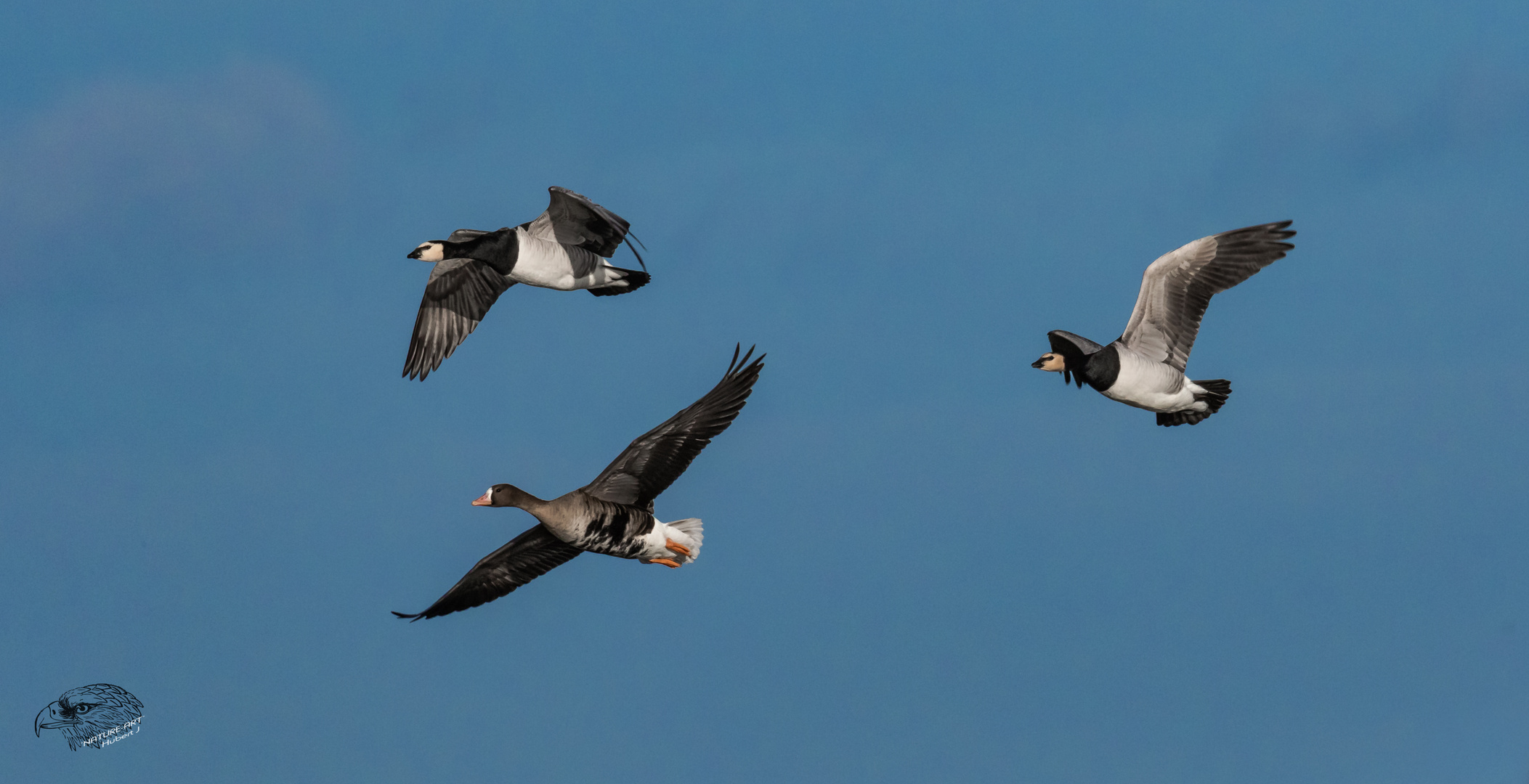 Branta leucopsis