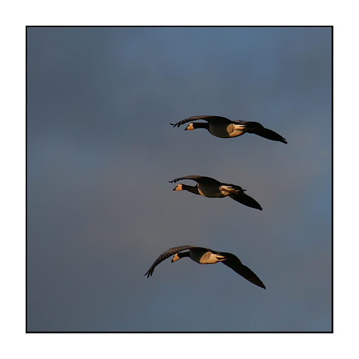 Branta leucopsis