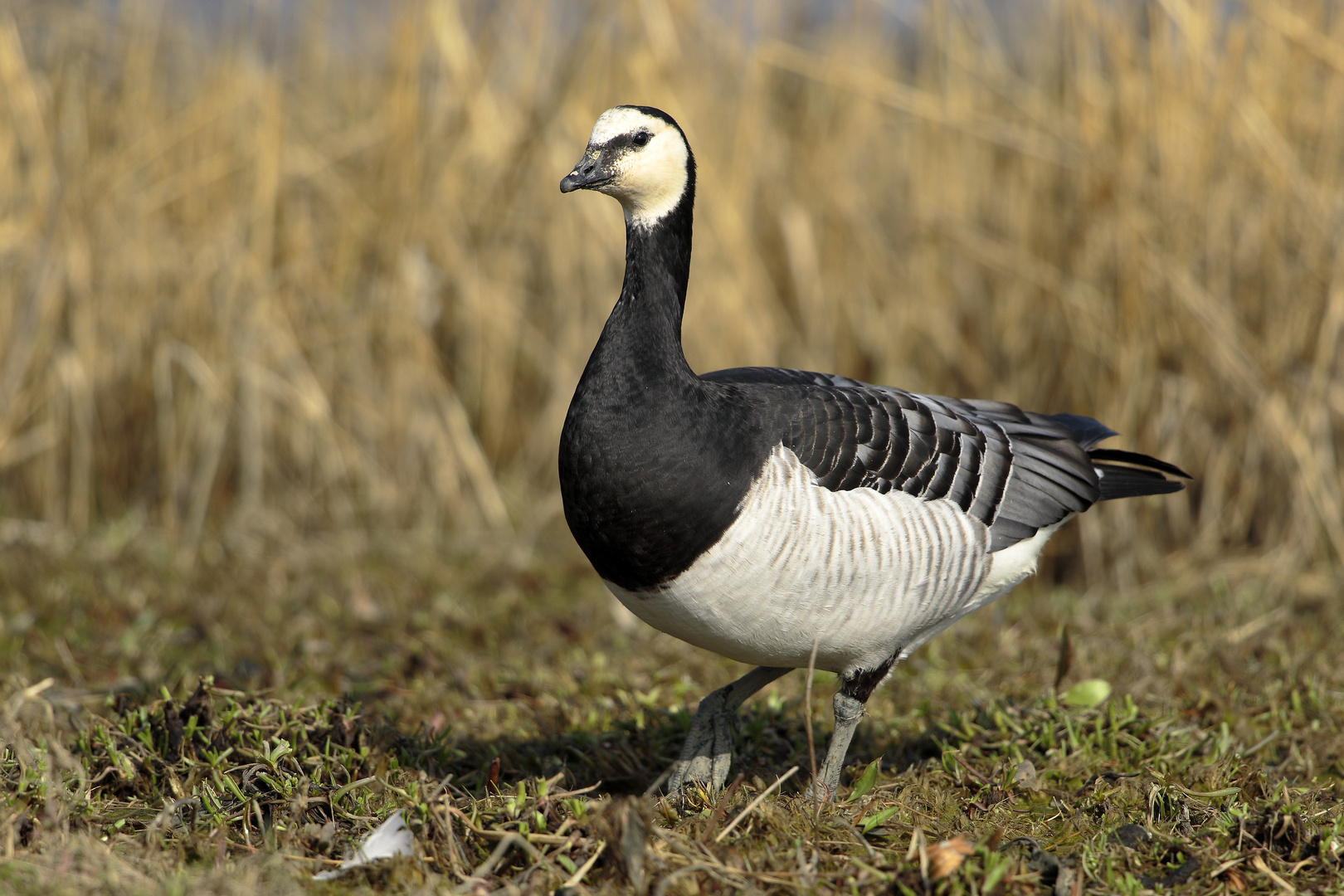 Branta leucopsis - Die Weißwangengans 