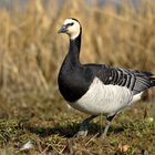 Branta leucopsis - Die Weißwangengans 