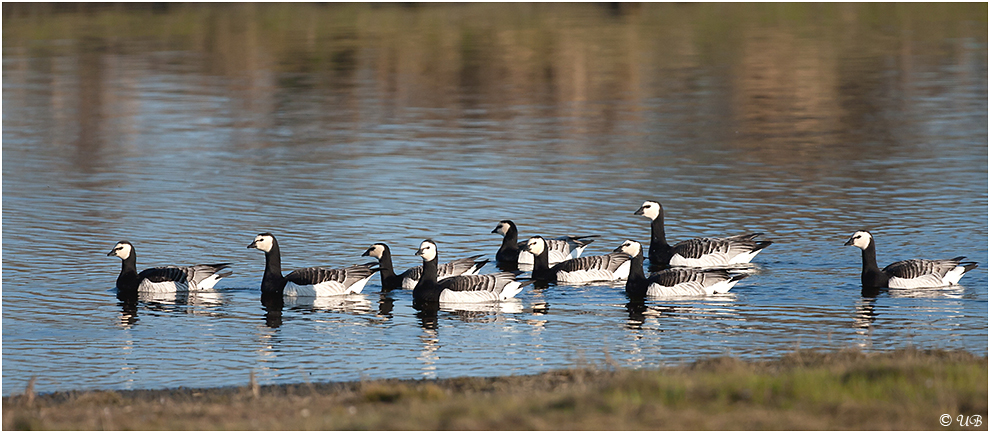 ~ Branta leucopsis ~