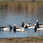 ~ Branta leucopsis ~