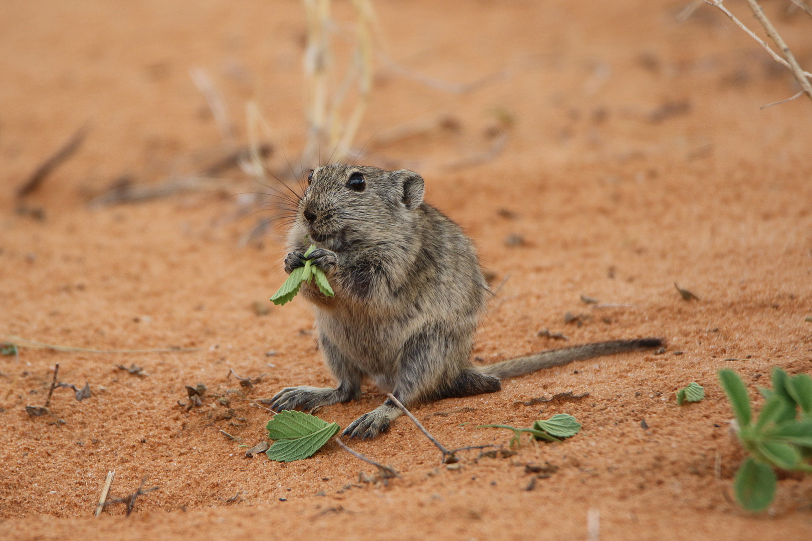 Brant's Whistling rats.