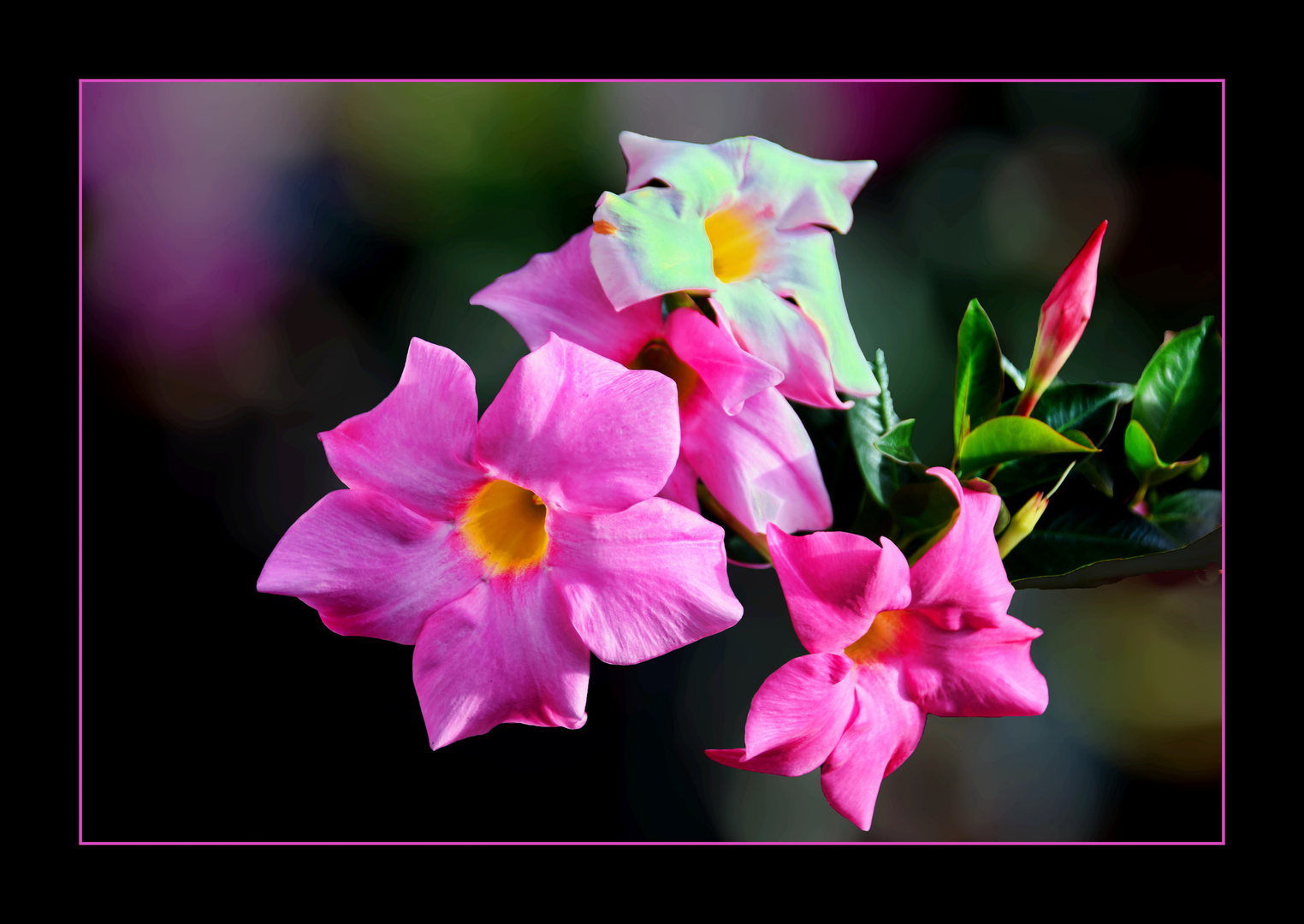 Brasil Jasmin (Mandevilla sanderi)