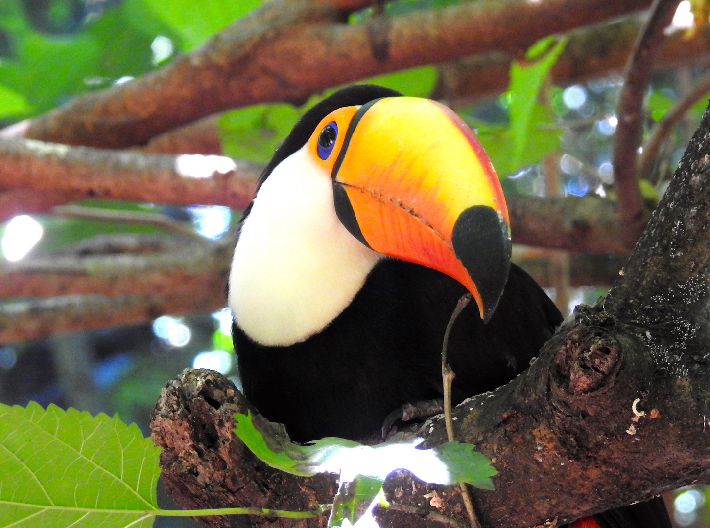 Brasilanischer Vogelgarten am Iguazú