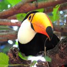 Brasilanischer Vogelgarten am Iguazú