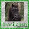 brasilchen