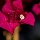 Brasilianische Bougainvillea