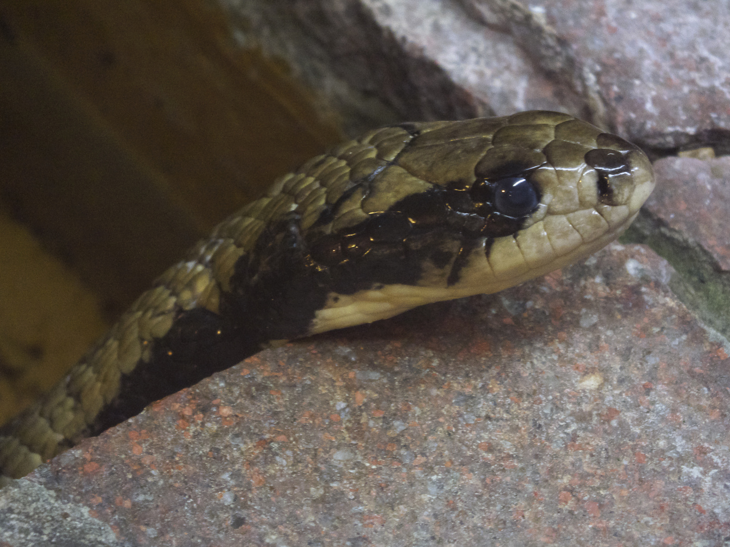 Brasilianische Glattnatter - fotografiert im Reptilienzoo Regensburg