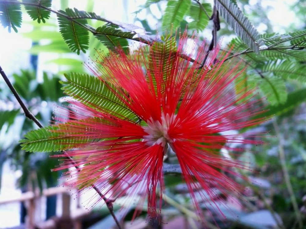 Brasilianische Puderquaste (Caliandra tweedii)