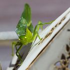 Brasilianische Riesenheuschrecke