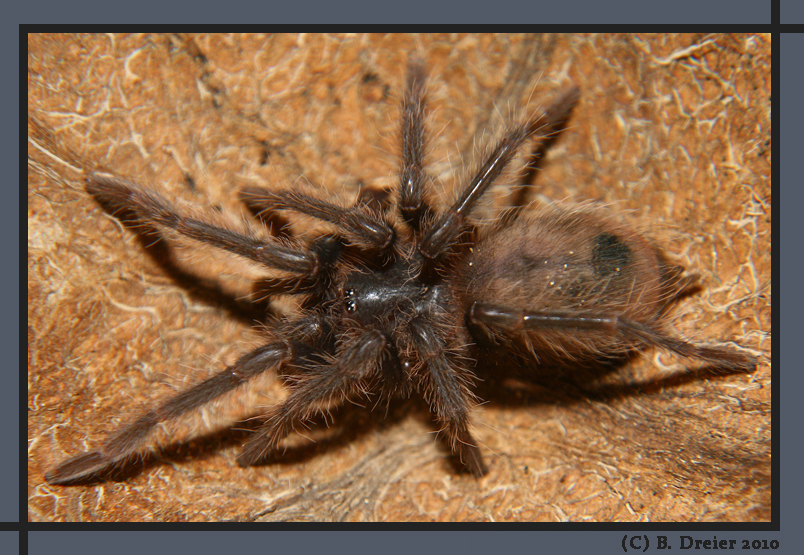 Brasilianische Riesenvogelspinne