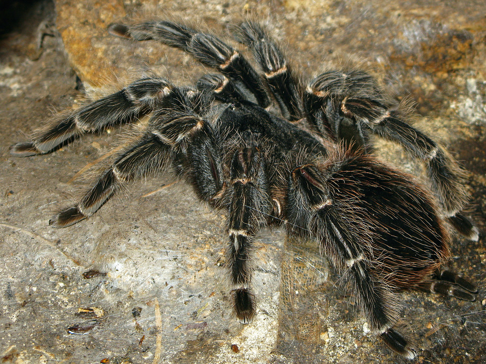 Brasilianische Vogelspinne