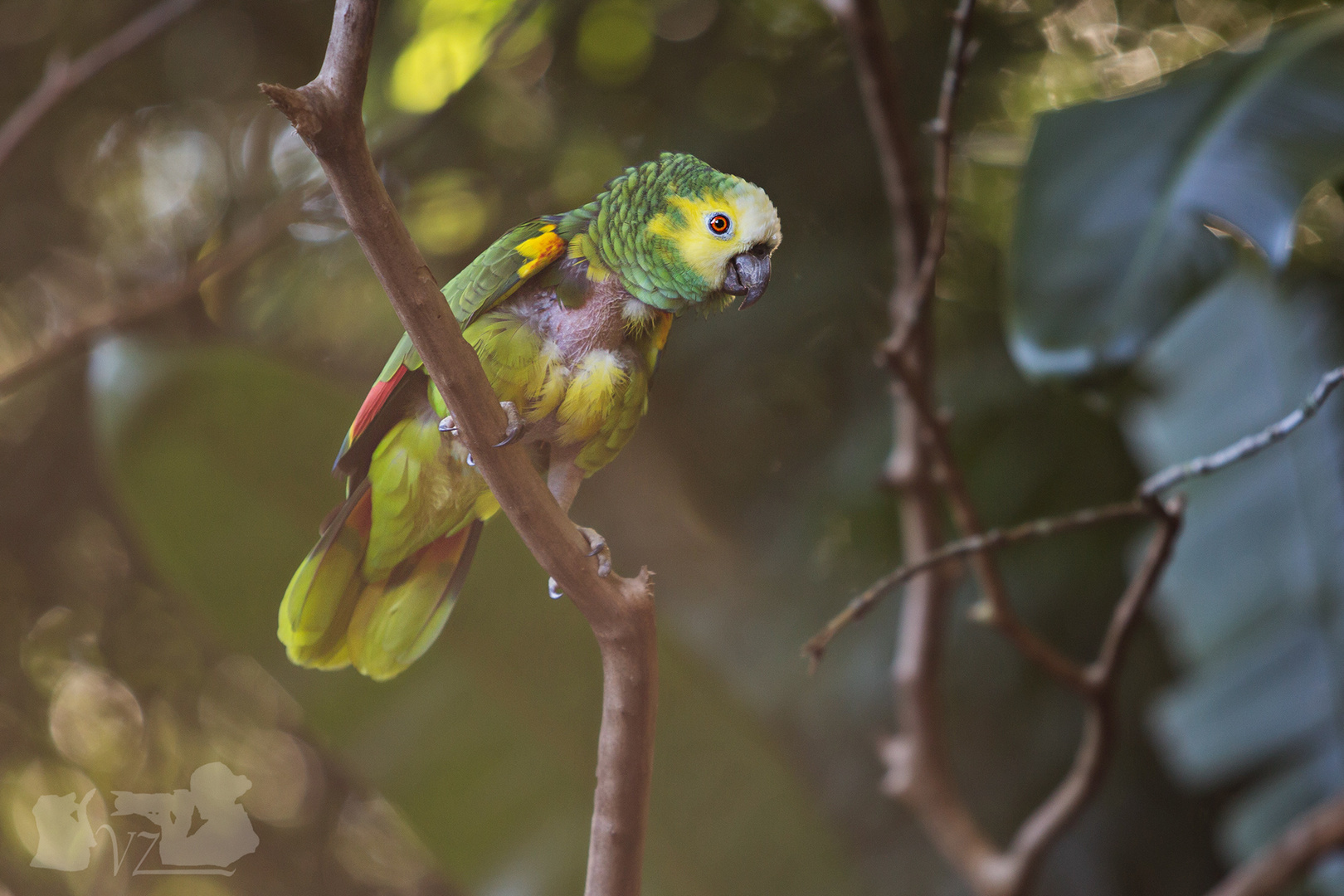 Brasilianischer Papagei