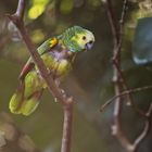 Brasilianischer Papagei