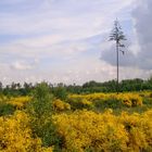 Brasilien? - nur Frühling im Elsas!