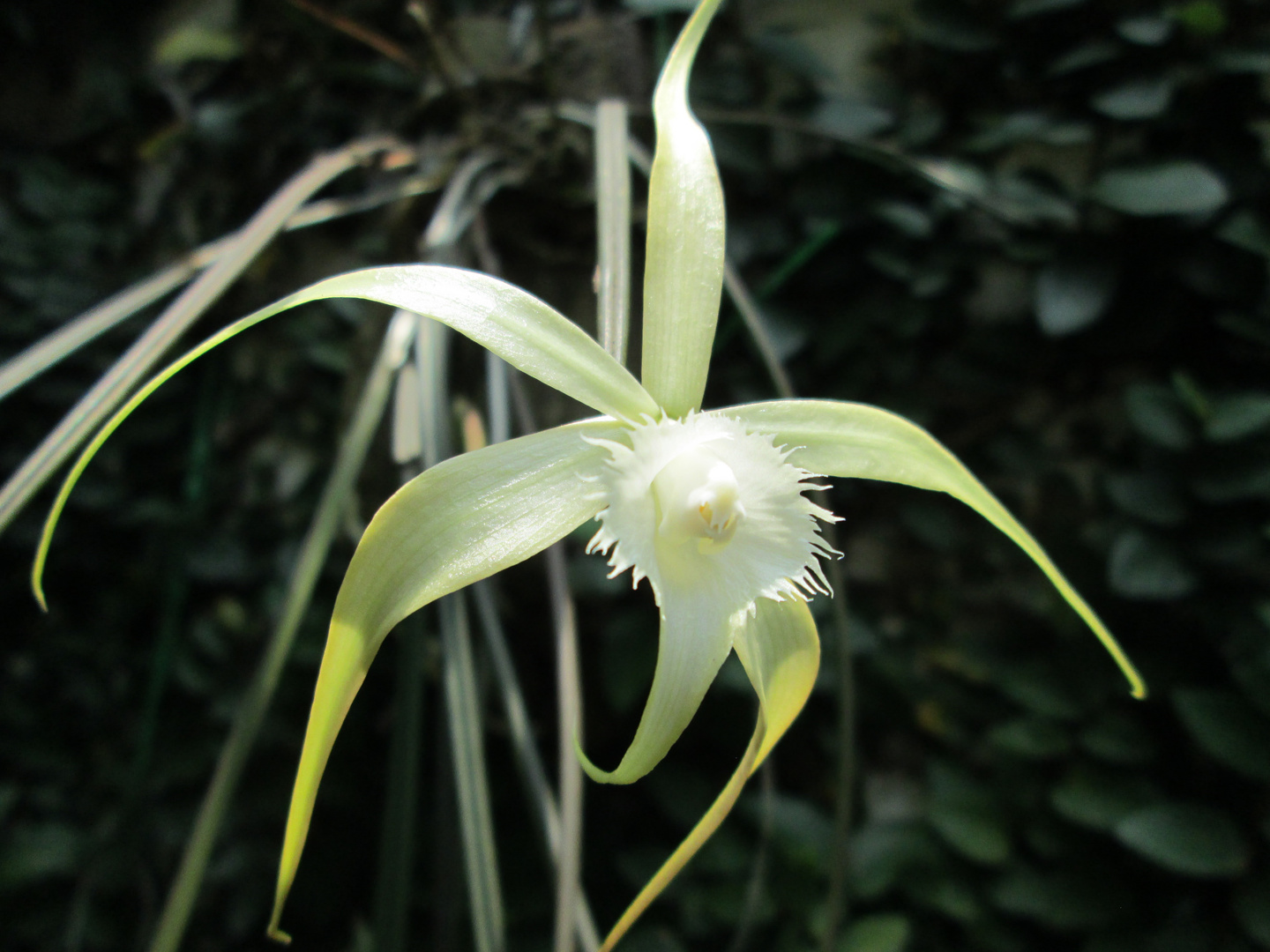 Brassavola Cuculata 2