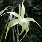 Brassavola Cuculata 2