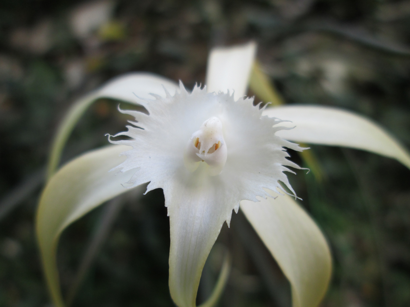 Brassavola Cuculata