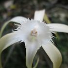 Brassavola Cuculata