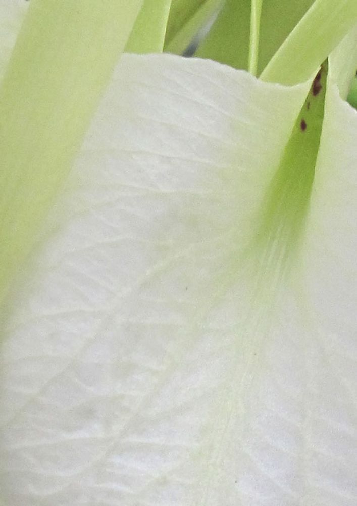 Brassavola nodosa