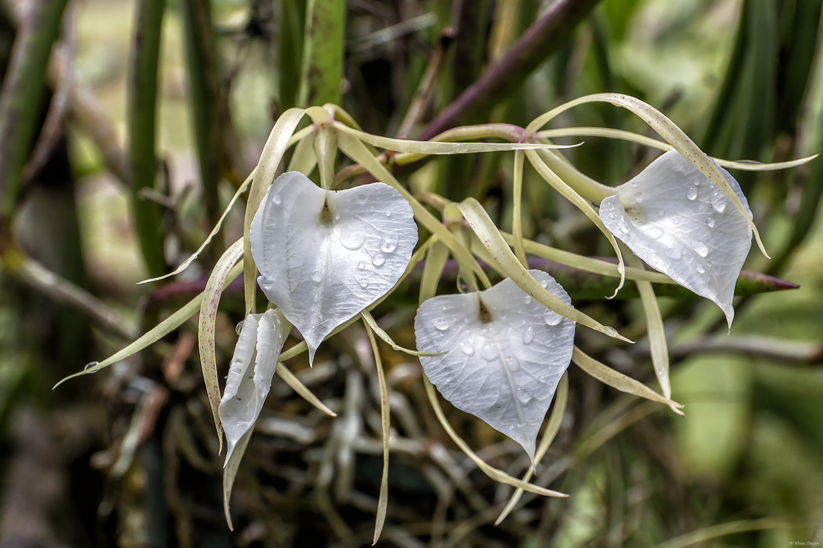 Brassavola nodosa... Foto & Bild panama, natur, pflanzen Bilder auf