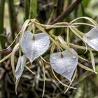 Brassavola nodosa...