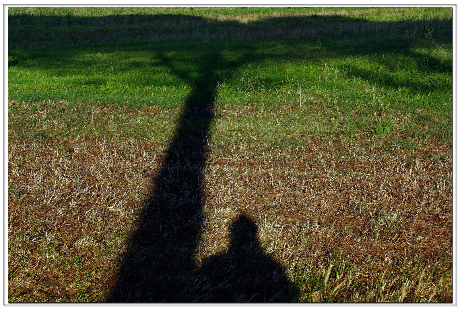 brassens chantait : auprès de mon arbre.......