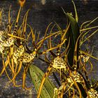 Brassia Art