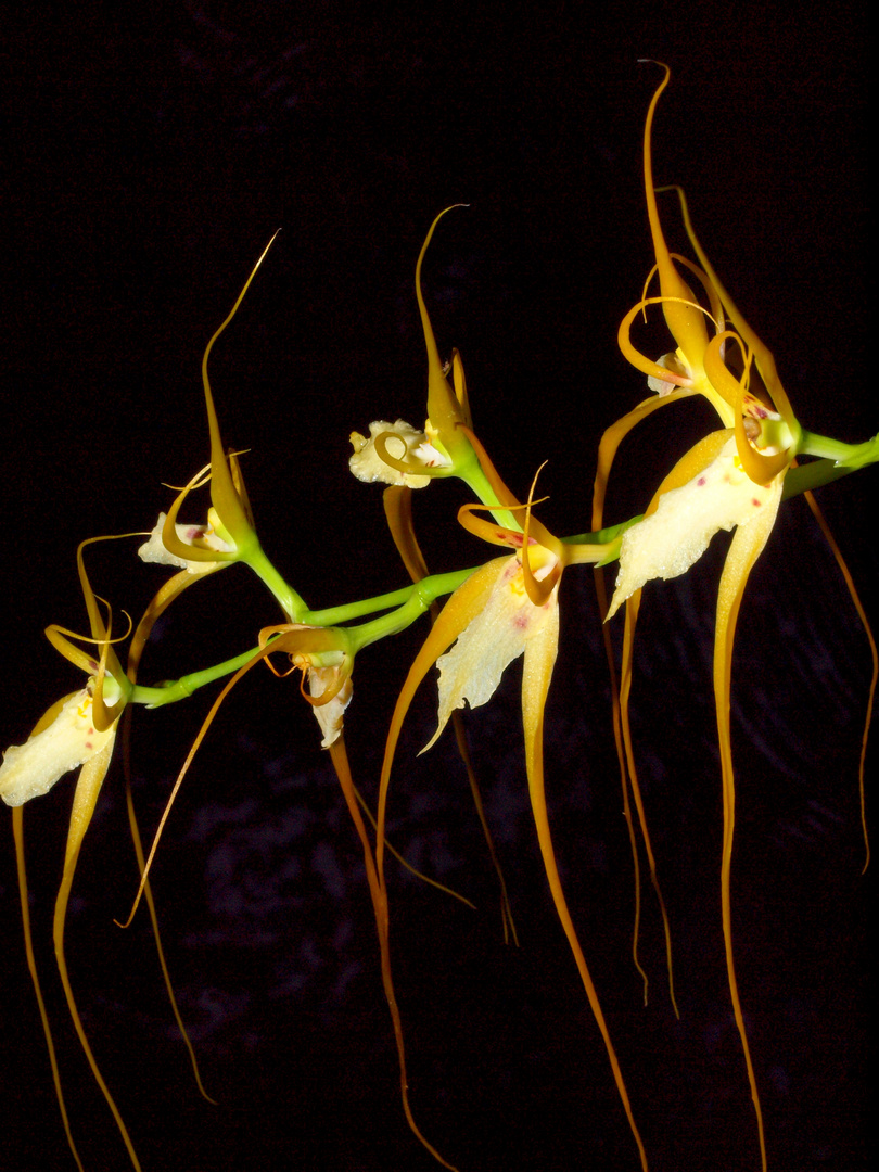 brassia caudata...guyane