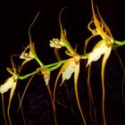 brassia caudata...guyane