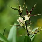 Brassia