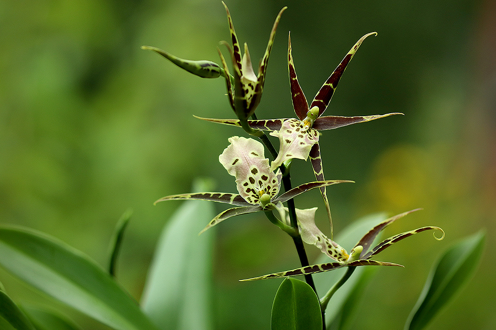 Brassia