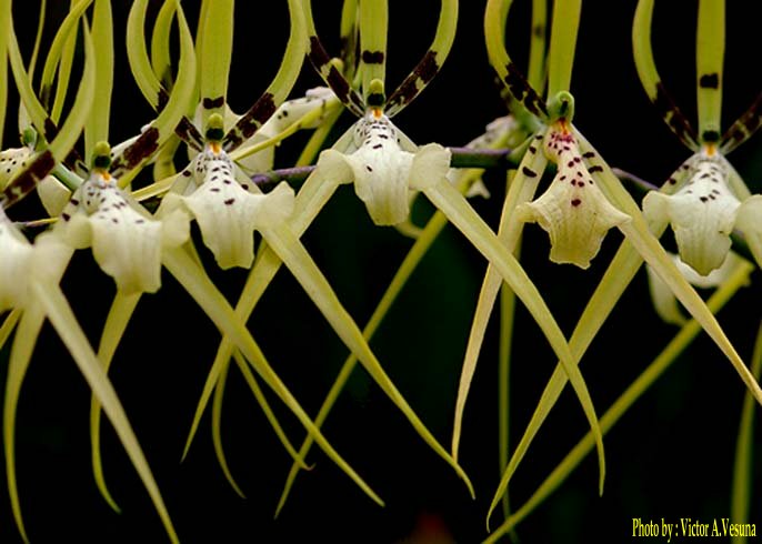 Brassia