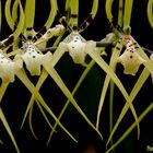 Brassia