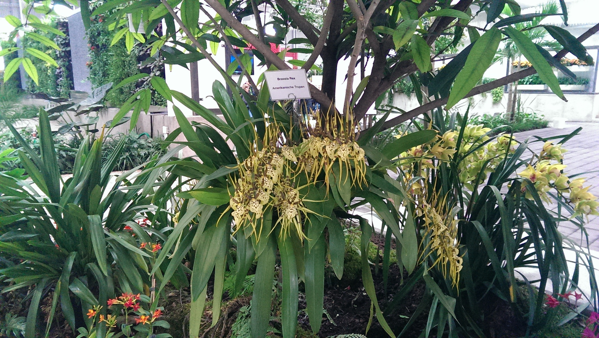 Brassia Rex