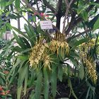 Brassia Rex