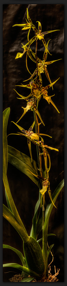 brassia - Spinnenorchidee