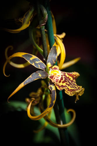 Brassia Spinnenorchidee