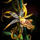 Brassia Spinnenorchidee