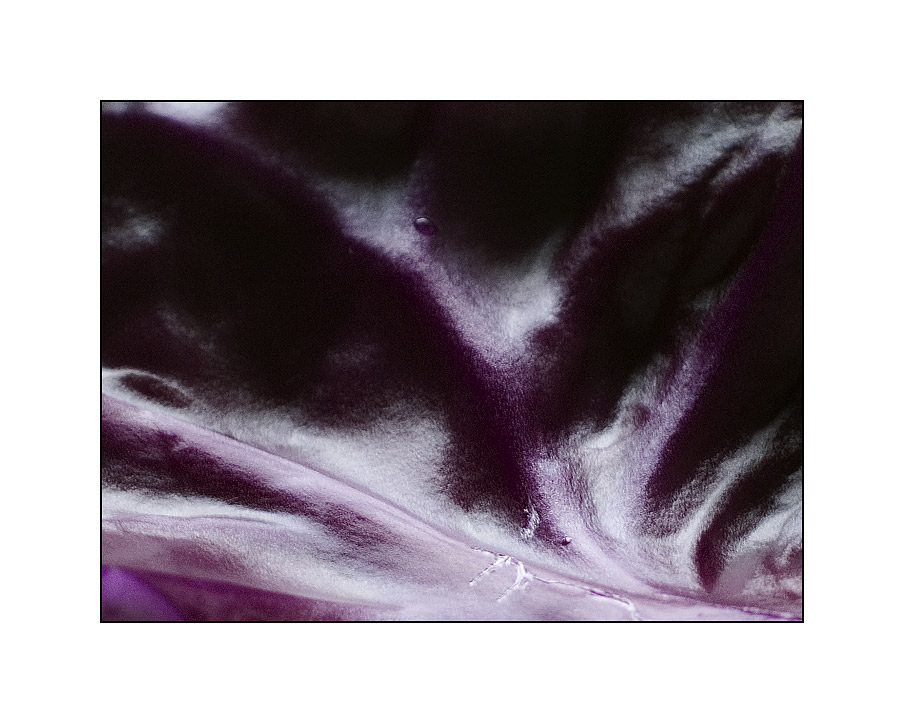 Brassica (1) farbe