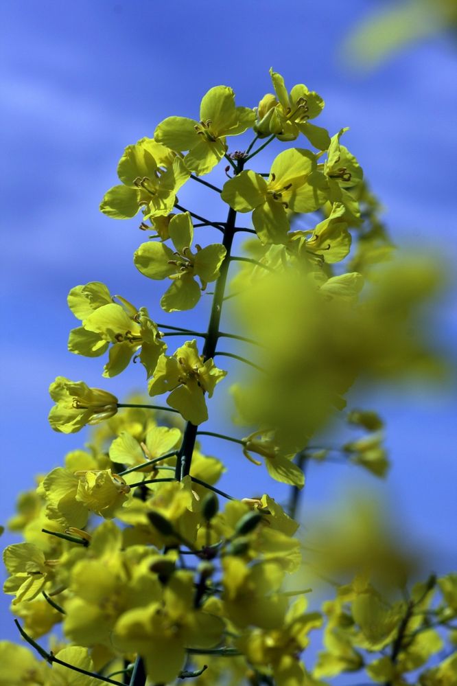 Brassica napus