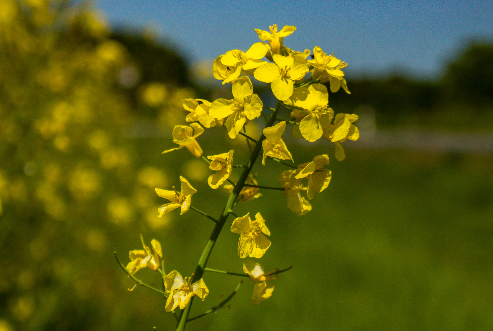 Brassica napus