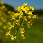 Brassica napus