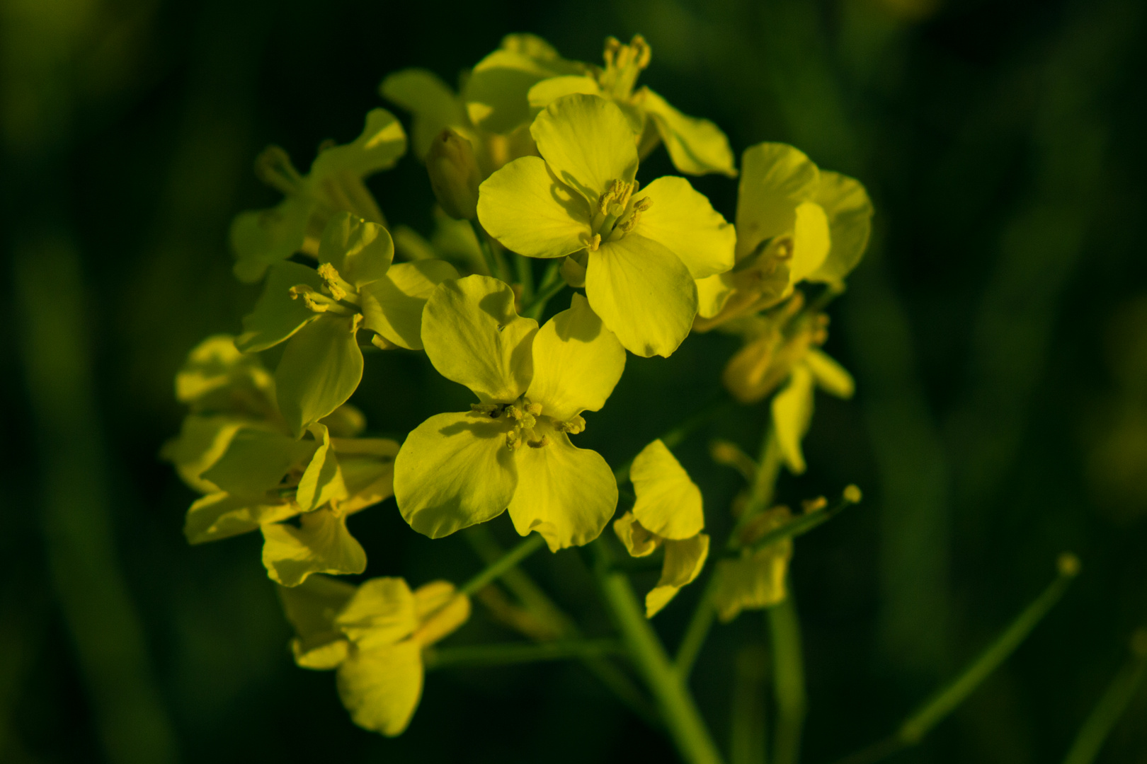 Brassica napus